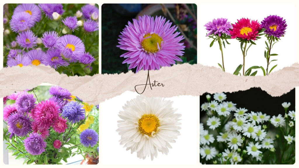 Aster