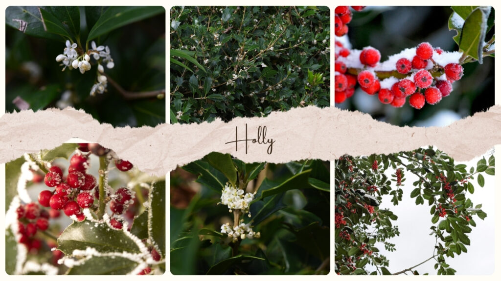 Holly Flower