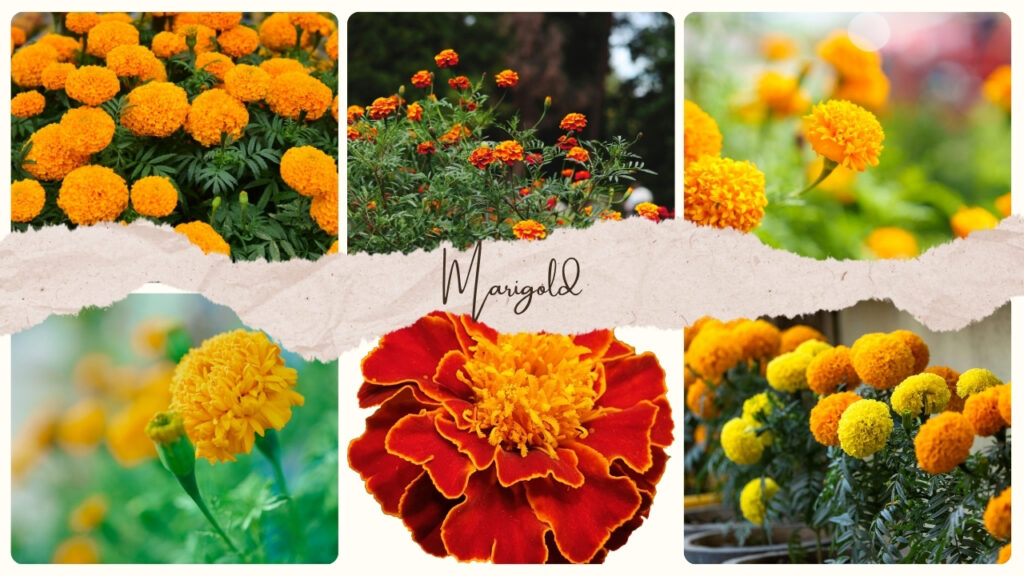 Marigold
