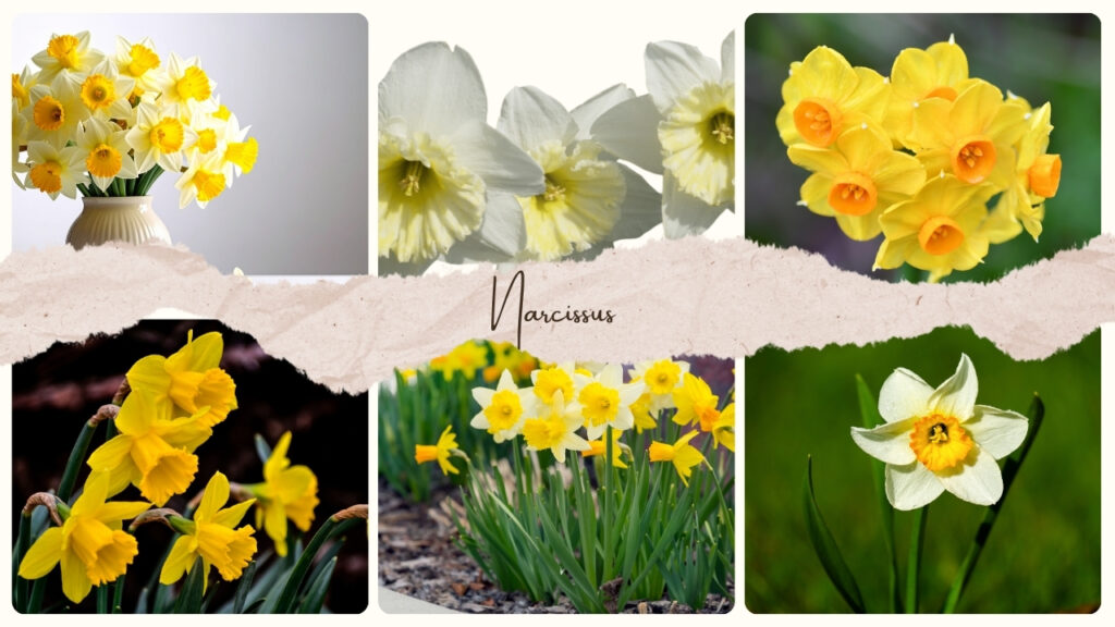 Narcissus Flower