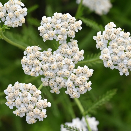 Yarrow