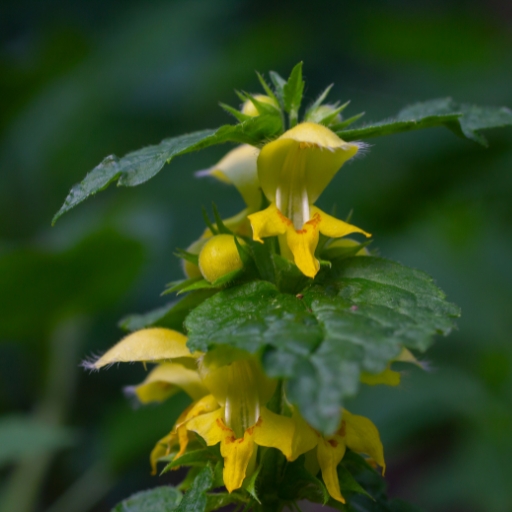 Yellow Archangel
