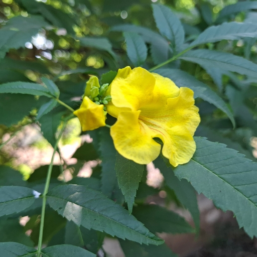 Yellow Balsam