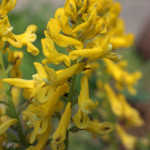Yellow Corydalis
