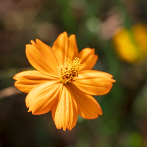 Yellow Cosmos