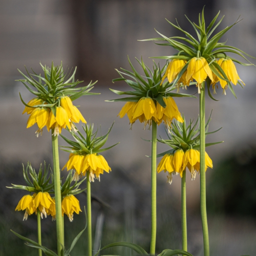Yellow Crown Imperial