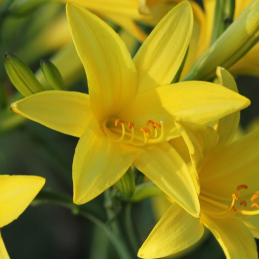 Yellow Daylily