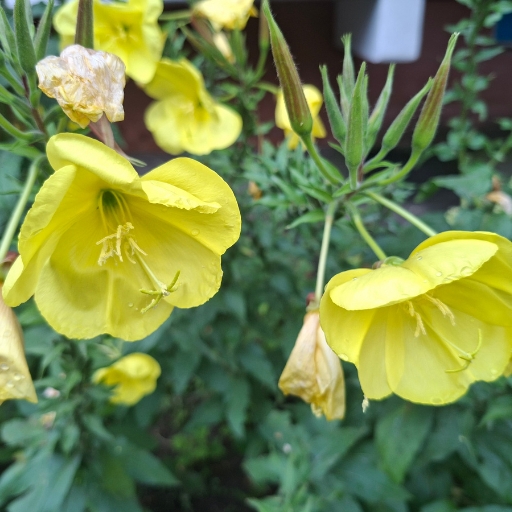 Yellow Evening Primrose