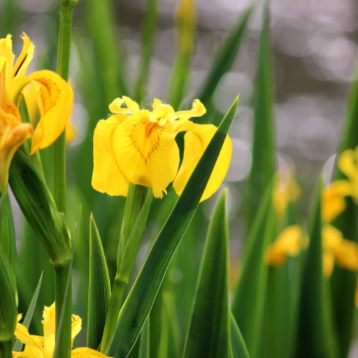 Yellow Flag Iris