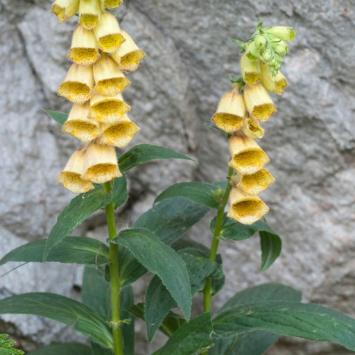 Yellow Foxglove
