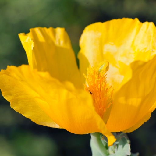 Yellow Hornpoppy