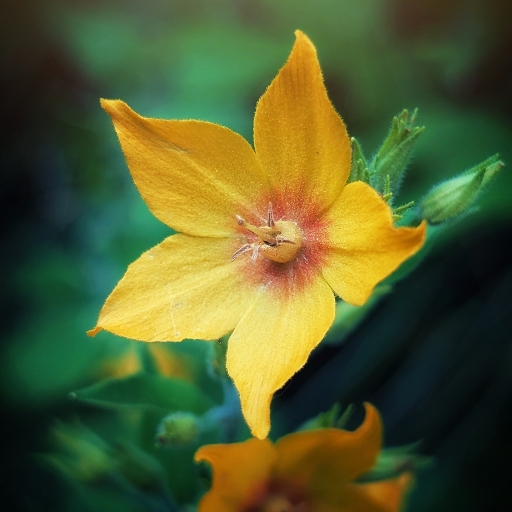 Yellow Loosestrife