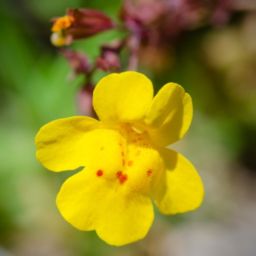 Yellow Monkeyflower
