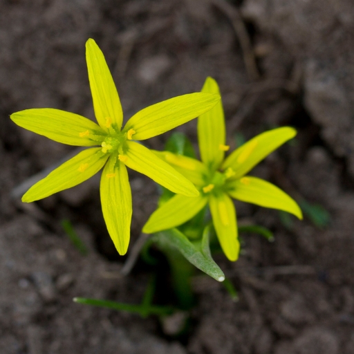 Yellow Star Flower