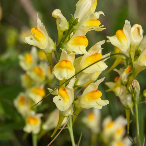 Yellow Toadflax