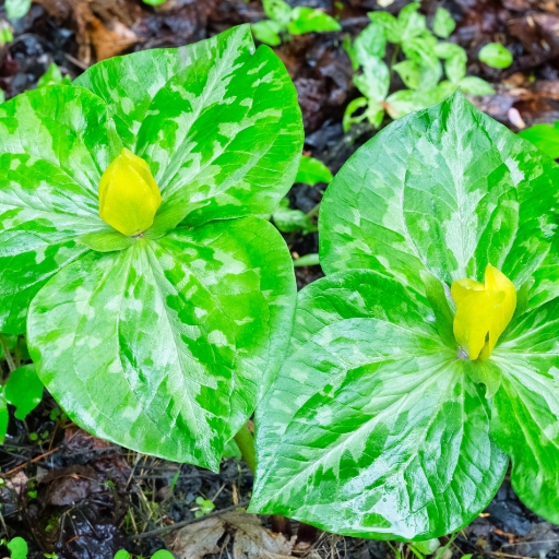 Yellow Trillium