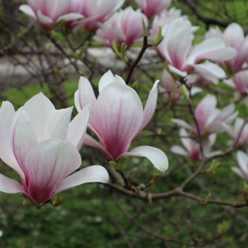 Yulan Magnolia