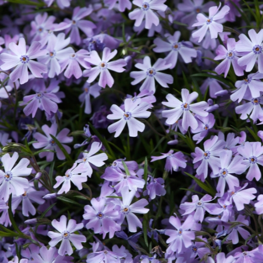 Zaluzianskya (Night Phlox)