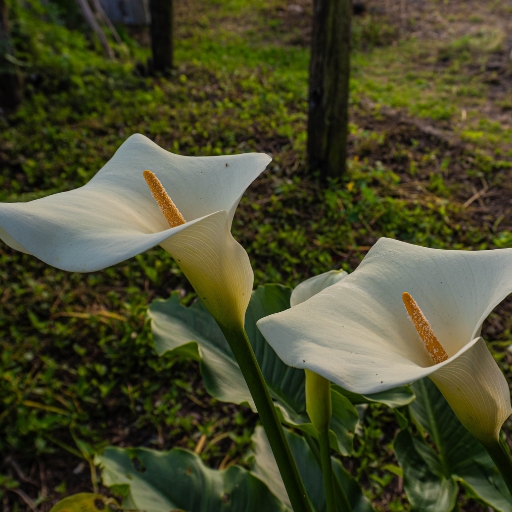 Zantedeschia (Calla Lily)