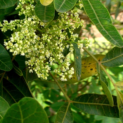 Zanthoxylum Flower
