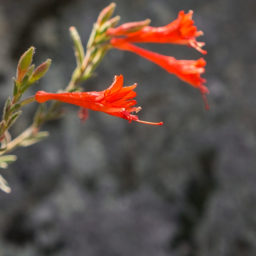 Zauschneria (California Fuchsia)