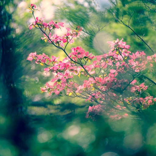 Zelkova Flower