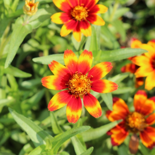 Zinnia Haageana (Mexican Zinnia)