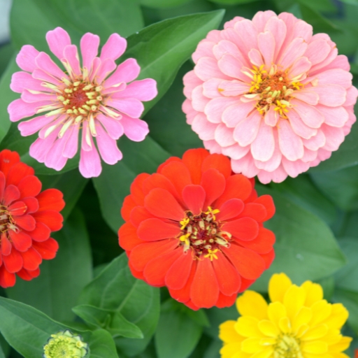 Zinnia Marylandica