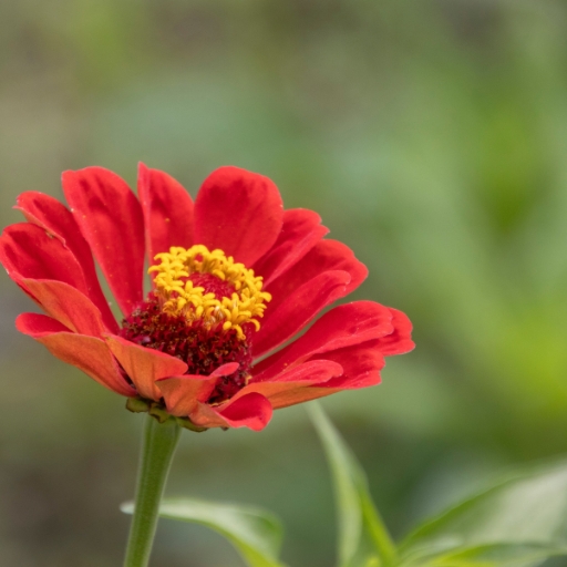 Zinnia Peruviana