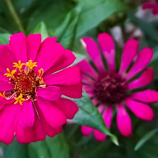 Zinnia Profusion Series