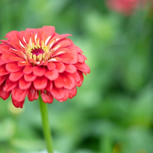 Zinnia Zahara Series