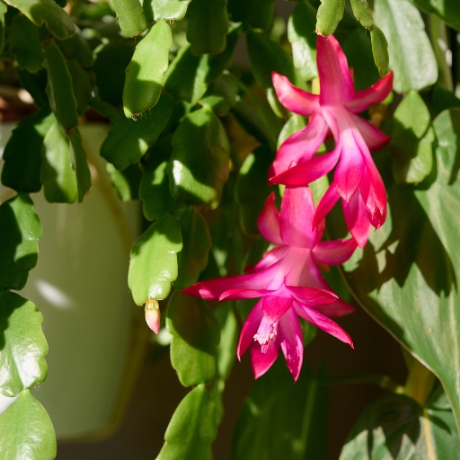 Zygocactus Flower (Christmas Cactus)
