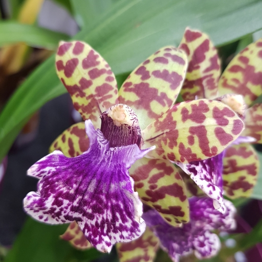 Zygopetalum Mackayi