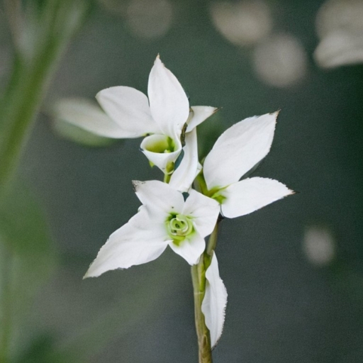 Zygophyllum Flower