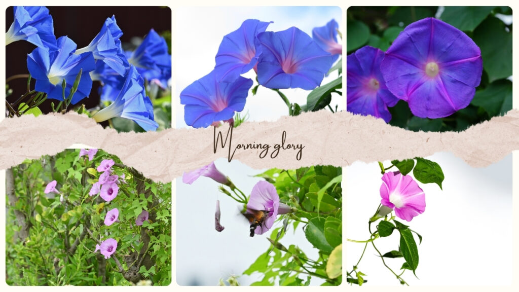 Morning glory